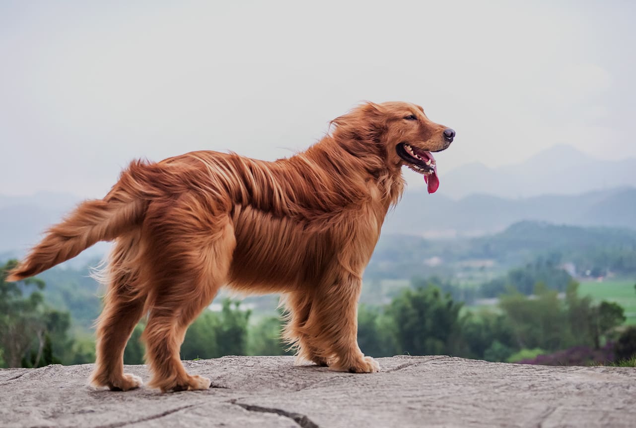 Managing Dogs With Diabetes Caninsulin